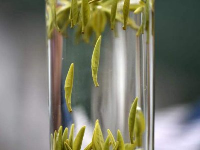 茶葉的專業(yè)知識，關(guān)于茶的基本知識大全