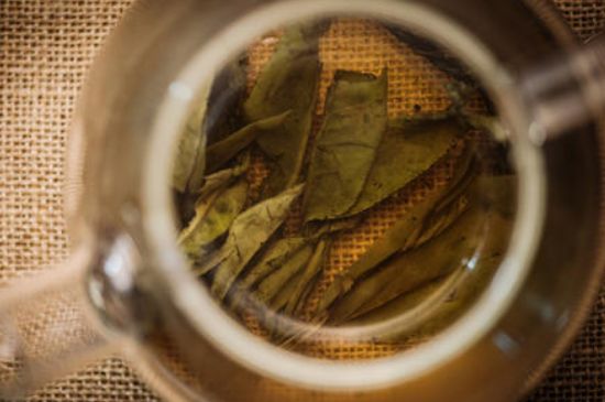 苦丁茶副作用，苦丁可以經(jīng)常喝嗎？