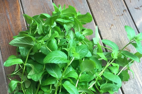薄荷茶的功效與作用，喝薄荷茶有什么好處？