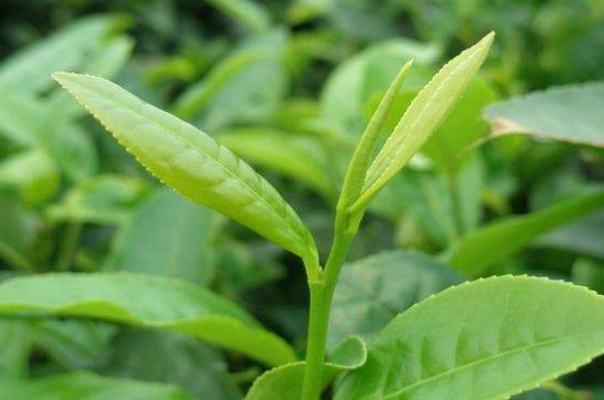 最耐泡的茶葉排名，什么茶葉經久耐泡？
