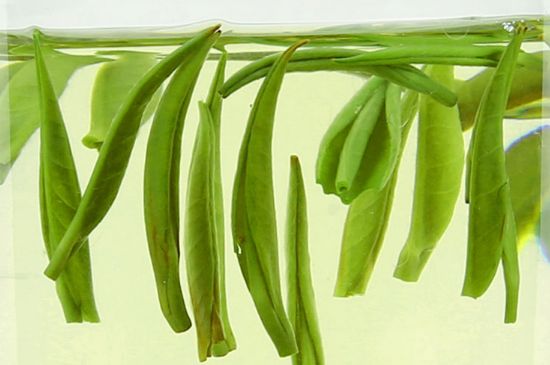 雀舌茶什么人不能喝，雀舌茶的功效與禁忌