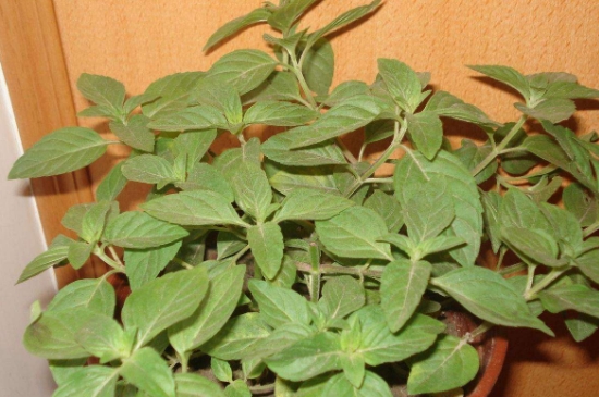薄荷茶的功效與作用，喝薄荷茶有什么好處？