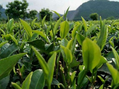 茶葉具有什么功效，<a href=http://m.gangofyouth.com/chajiankang/ target=_blank class=infotextkey>茶葉的功效與作用</a>大全