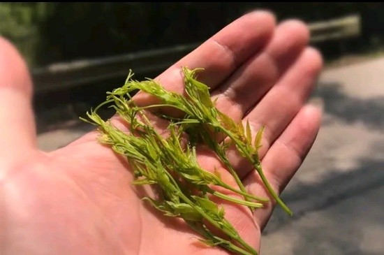 張家界茅巖莓茶與藤茶是同一種茶嗎，藤茶跟莓茶一不一樣？