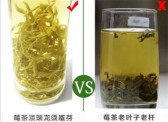 張家界茅巖莓茶與藤茶是同一種茶嗎，藤茶跟莓茶一不一樣？