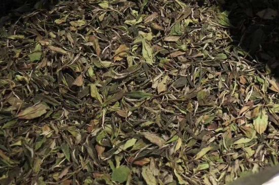 陳茶還是新茶好，茶葉是新茶好喝還是陳茶好喝
