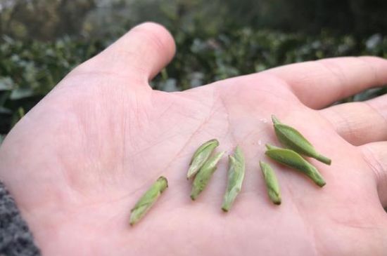 春茶季怎么辨別白毫銀針的好壞，好的白毫銀針如何選購？