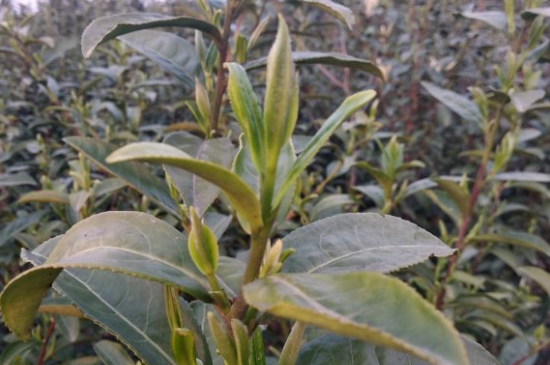 家庭如何保存碧螺春茶葉，蘇州洞庭碧螺春綠茶怎么保存？