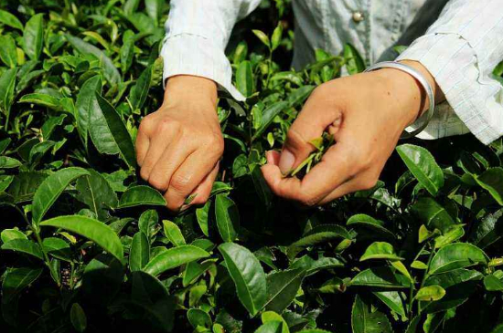 采茶的方法與步驟，如何正確采摘茶葉？