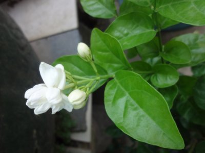 茉莉和什么一起泡最好，茉莉茶有幾種搭配？