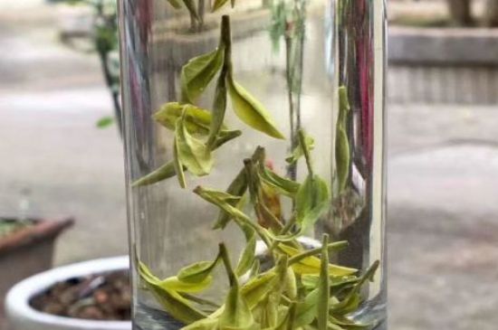 蒸汽煮茶器適合什么茶，蒸汽煮茶器適合用綠茶嗎？