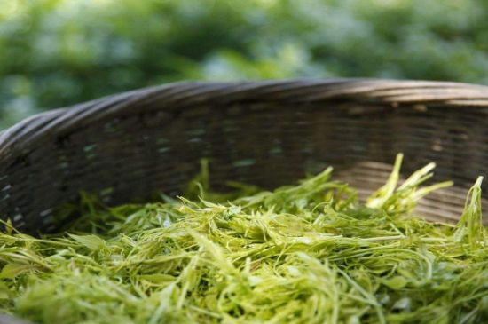 茅巖莓茶加工工藝，莓茶的工藝制作過程