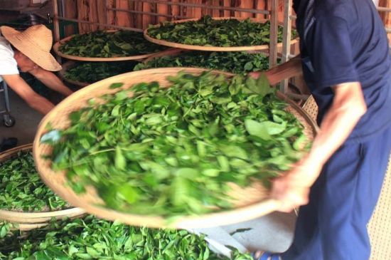 武夷巖茶的初制、精制加工工藝詳細講解