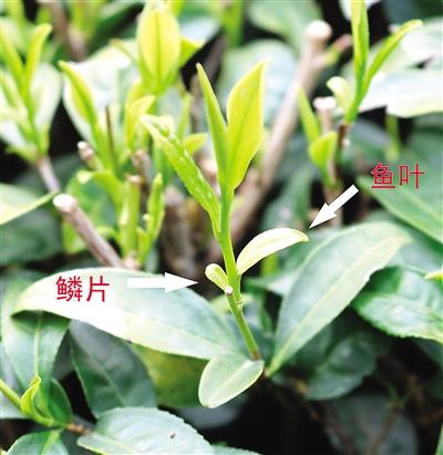 摘茶葉最快的方法，采摘茶葉怎么才能快？