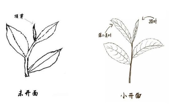 武夷巖茶的初制、精制加工工藝詳細講解