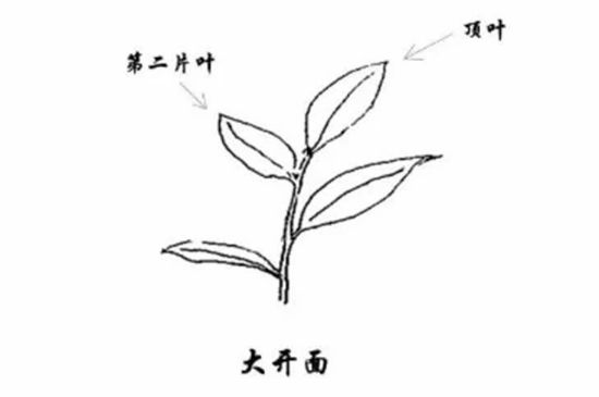 武夷巖茶的初制、精制加工工藝詳細講解