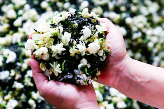 茉莉花和什么在一起喝好，茉莉花喝什么茶搭配？