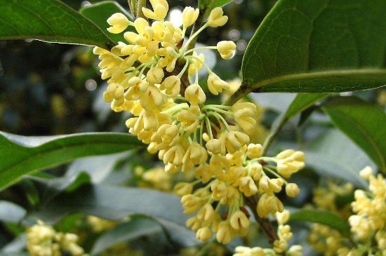 干桂花茶的制作方法，怎樣自制桂花茶？