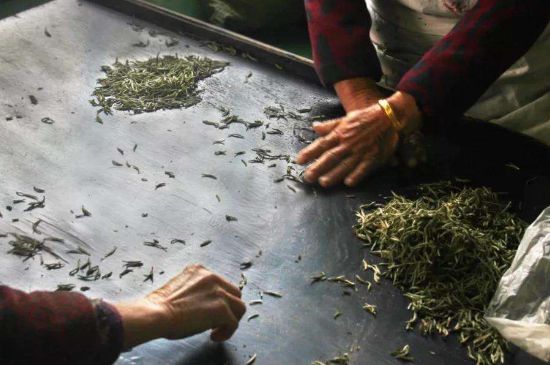 武夷巖茶的初制、精制加工工藝詳細講解