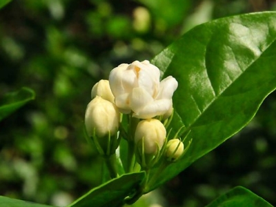 好茉莉茶多少錢(qián)一斤，茉莉花茶價(jià)格