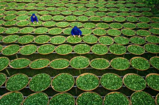 綠茶加工工藝流程圖，綠茶的加工制作包含哪幾個步驟？