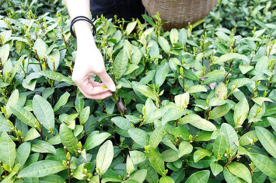 采茶的方法與步驟，如何正確采摘茶葉？