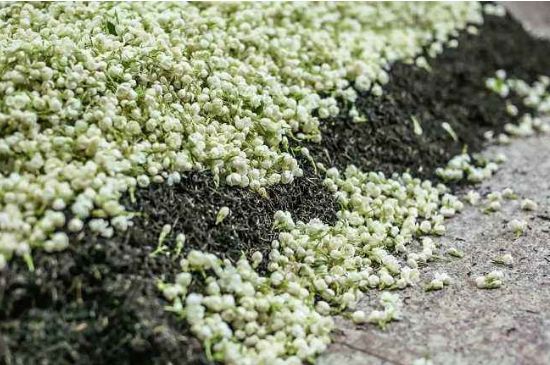 茉莉茶葉的功效與禁忌，什么人不適合喝茉莉花茶？