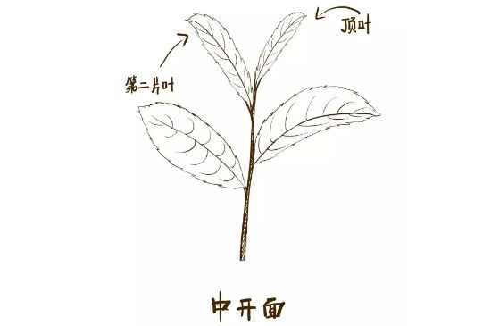 武夷巖茶的初制、精制加工工藝詳細講解