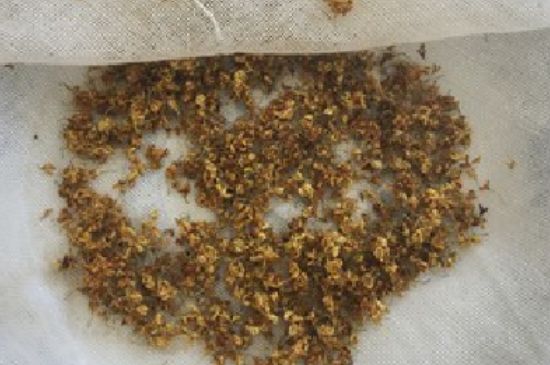 干桂花茶的制作方法，怎樣自制桂花茶？