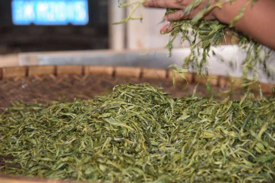 炒青綠茶與綠茶的區(qū)別，烘青和炒青哪個好喝？