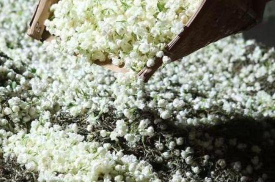 茉莉茶葉的功效與禁忌，什么人不適合喝茉莉花茶？