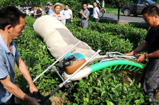 采茶的方法與步驟，如何正確采摘茶葉？