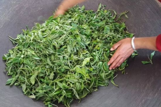 龍井茶炒茶葉怎么炒出好茶色，茶葉怎樣做出來最綠？