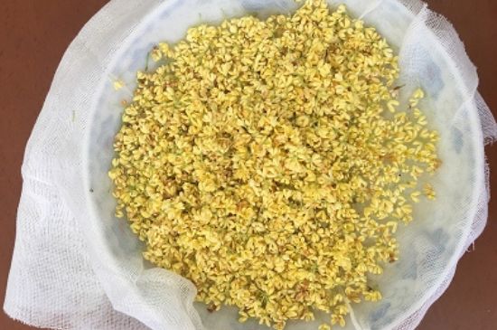 干桂花茶的制作方法，怎樣自制桂花茶？