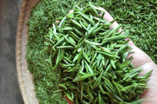 采茶的方法與步驟，如何正確采摘茶葉？