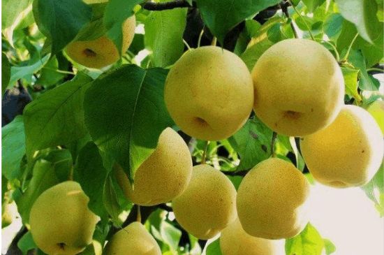 一把真正的本山綠泥壺最低多少錢，什么價格能買到本山綠泥紫砂壺？
