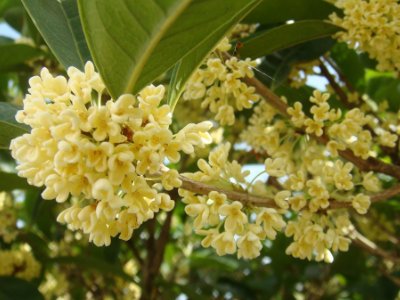 桂花泡茶禁忌，桂花泡水喝的9大禁忌