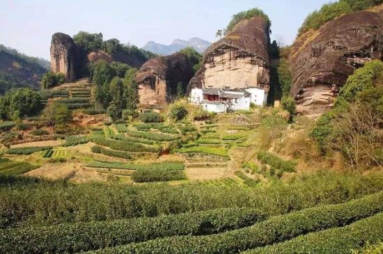 馬頭巖肉桂是大紅袍嗎，大紅袍肉桂屬于什么茶？