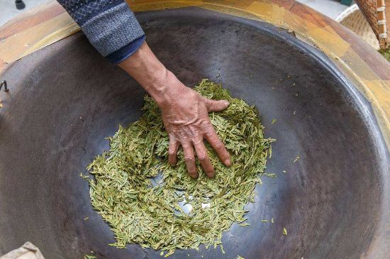 雀舌有一股青草味，雀舌為什么有青草味？
