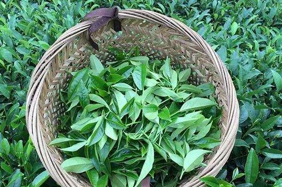 鴨屎香單叢雪片茶的特點，鳳凰雪片茶有什么特點？