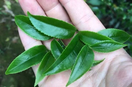 鋸朵仔跟鴨屎香哪個貴，鋸朵子和鴨屎香哪個好喝？