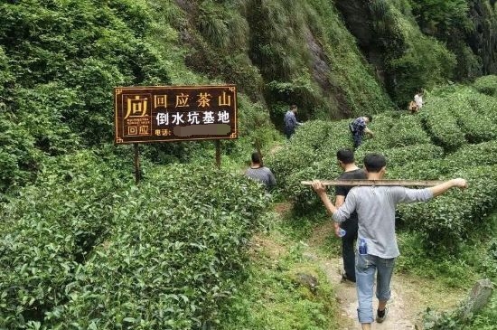300塊錢的金駿眉能喝嗎，兩三百多金駿眉和一千多區(qū)別