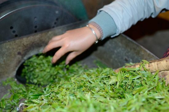 雀舌有一股青草味，雀舌為什么有青草味？
