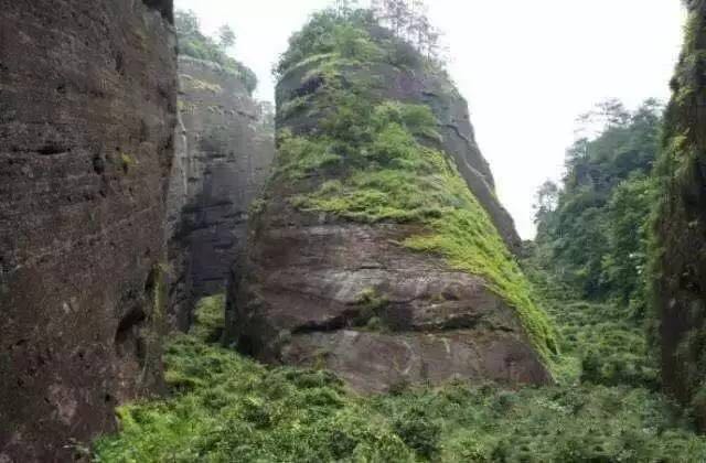 武夷山為什么盛產(chǎn)茶葉，武夷山茶為什么好喝？