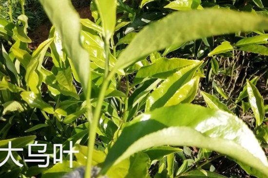 鴨屎香和大烏葉是同一種茶葉嗎，單叢大烏葉和鴨屎香有什么區(qū)別？