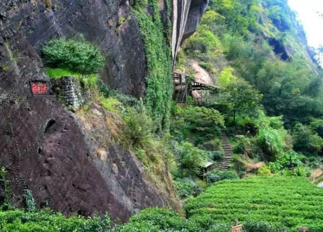 武夷山為什么盛產(chǎn)茶葉，武夷山茶為什么好喝？
