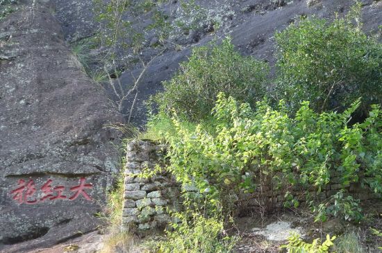 母樹(shù)大紅袍給誰(shuí)喝了，為什么母樹(shù)大紅袍叫三棵六株？