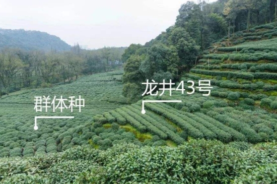 43號龍井屬于好茶嗎，龍井茶43號是什么意思？