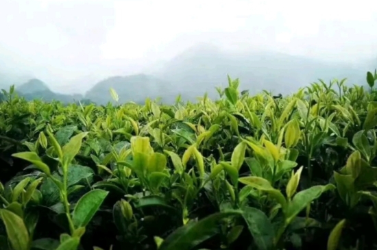 一天3杯紅茶抗癌，常飲紅茶對身體有好處！