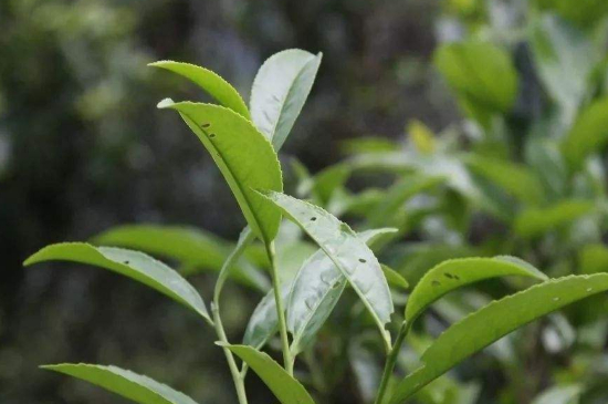 單叢茶十大香型以及常見品種大全，潮安鳳凰單樅十大名香歸類